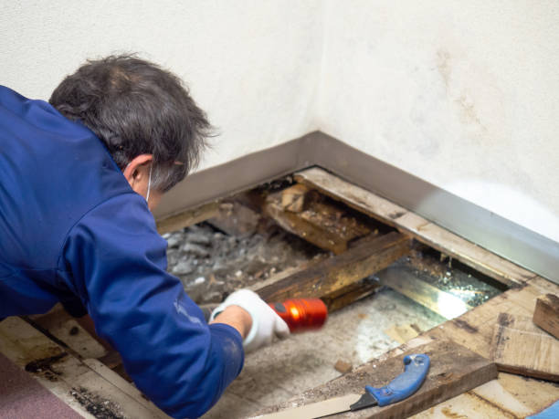 Best Toxic Mold Removal  in Palm Beach Shores, FL