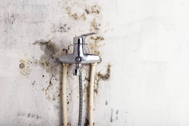 Best Commercial Mold Removal  in Palm Beach Shores, FL