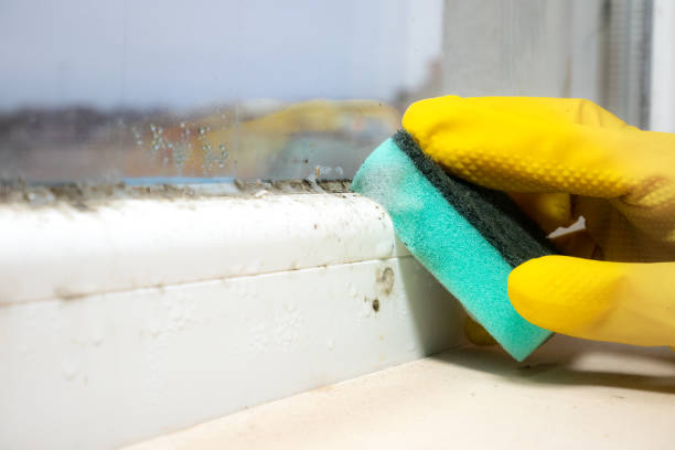 Mold Testing and Removal in Palm Beach Shores, FL