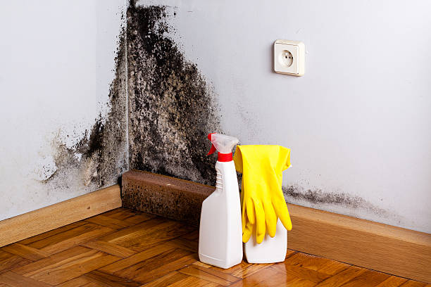 Attic Mold Removal in Palm Beach Shores, FL