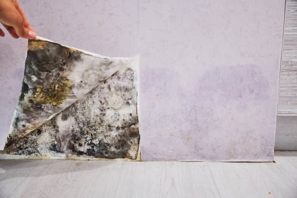 Best Crawl Space Mold Removal  in Palm Beach Shores, FL
